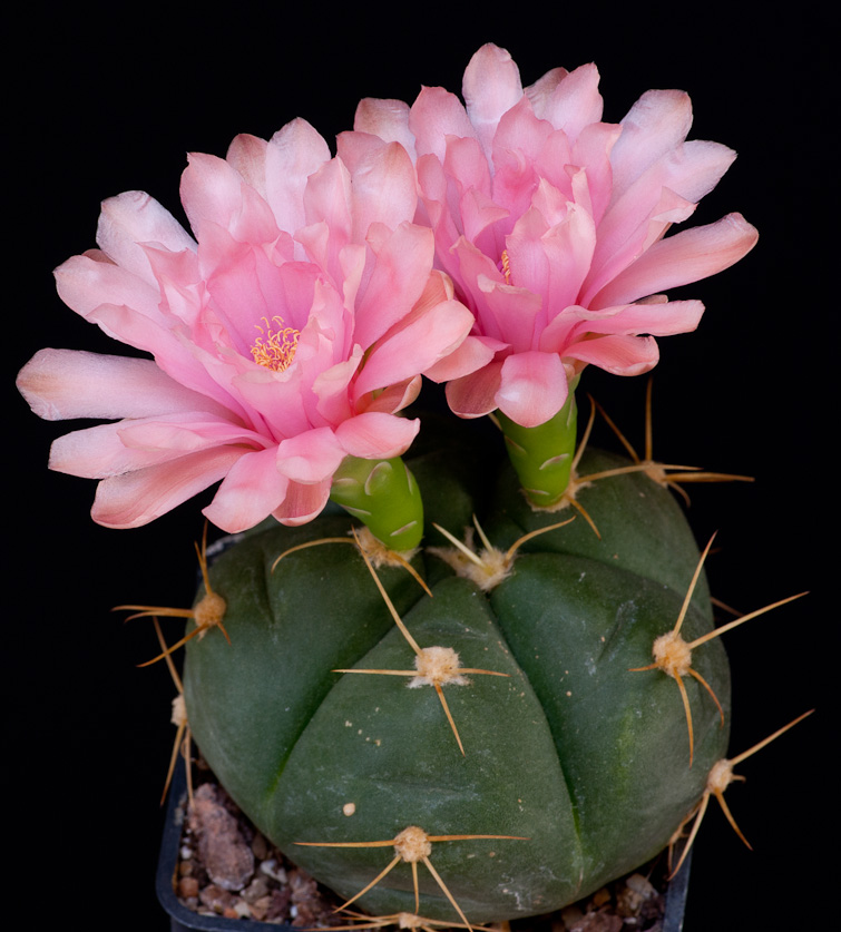 Gymnocalycium horstii ssp buenekeri